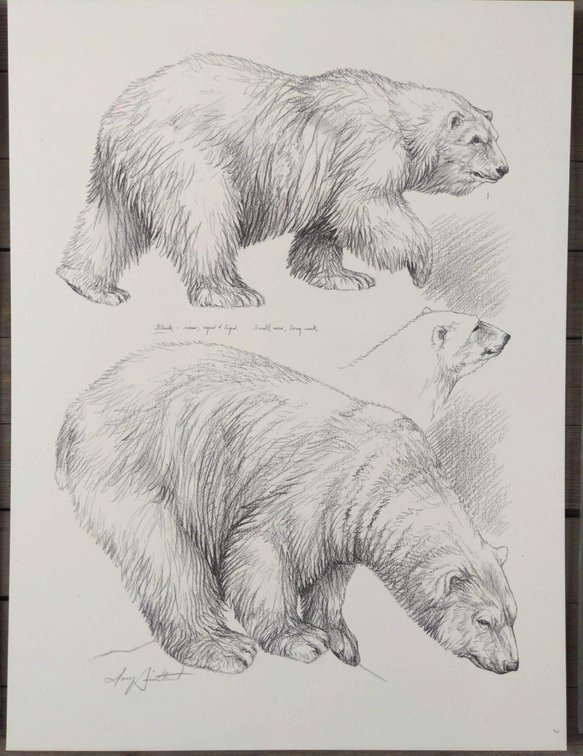 Polar Bear Field Style Sketch #2