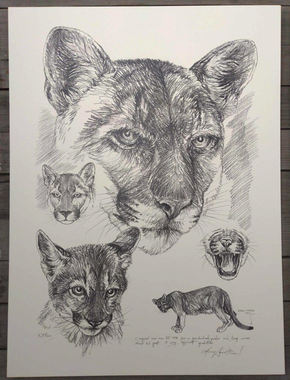 Doug Lindstrand Cougar Original Field Style Sketch 