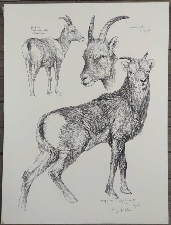 Bighorn Ewe Field Style Sketch 