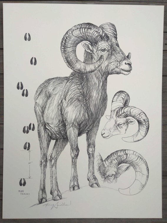Ram Field Style Sketch #2