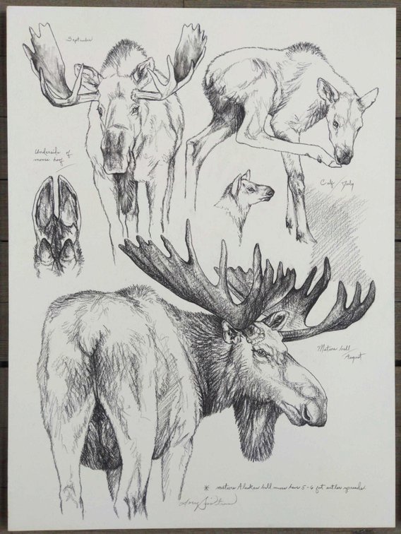 Bull & Calf Moose Field Style Sketch 