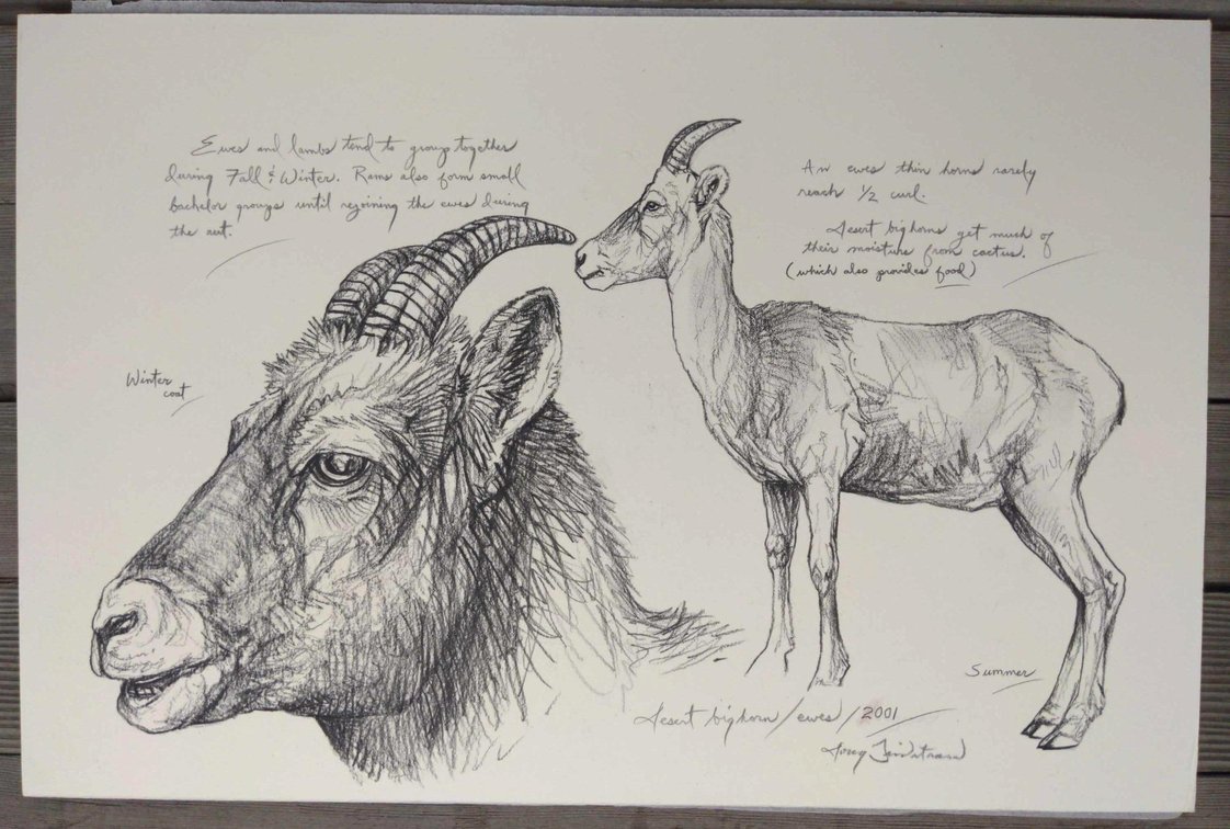 Desert Bighorn Ewes Field Style Sketch #2