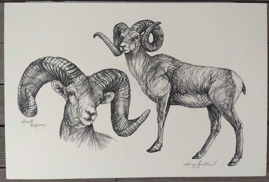 Desert Bighorn Field Style Sketch #6