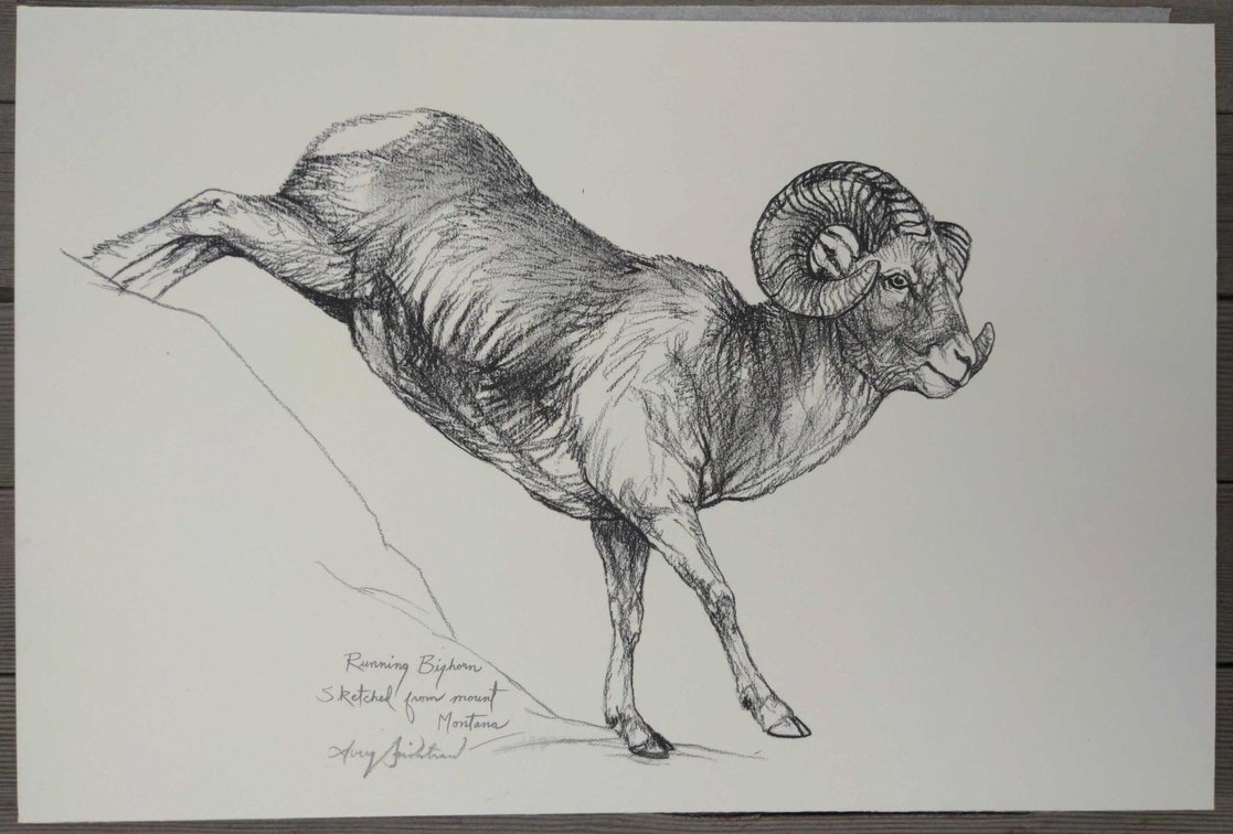 Running Bighorn Field Style Sketch 
