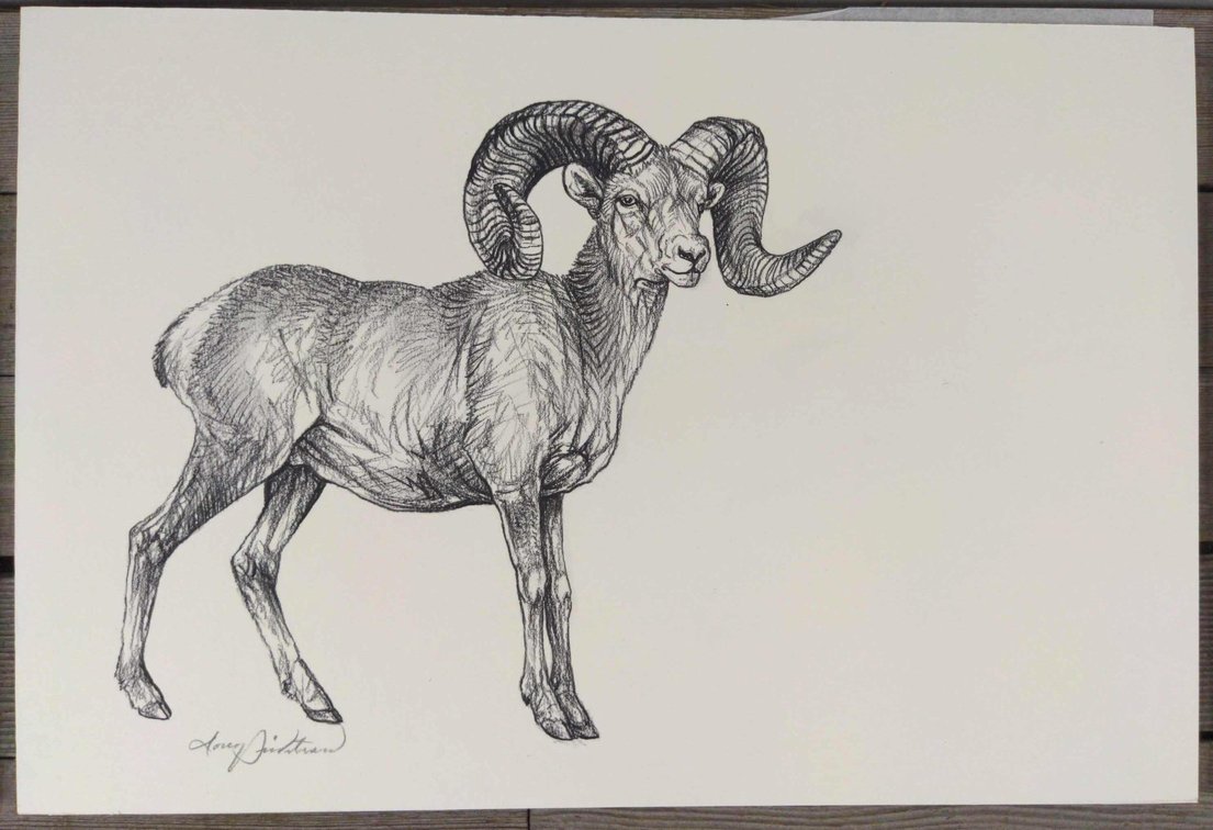 Large Ram Field Style Sketch 