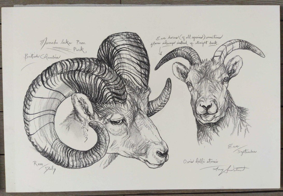 Stone Sheep Field Style Sketch #2