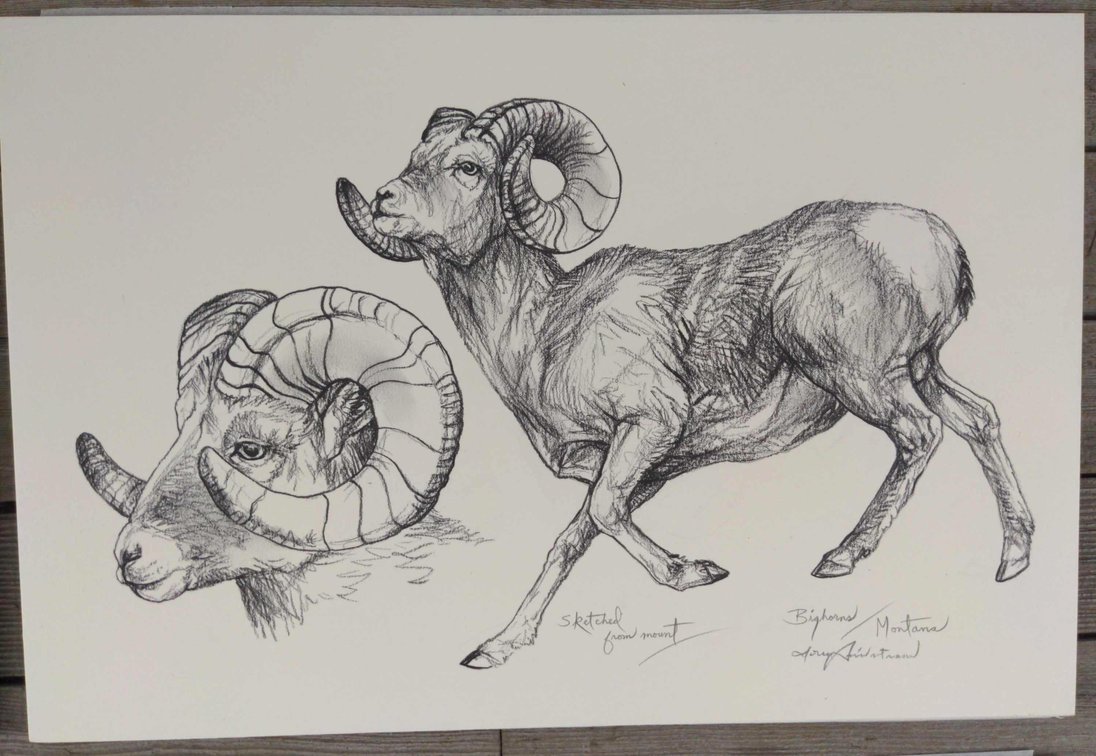 Bighorn Ram Field Style Sketch #7