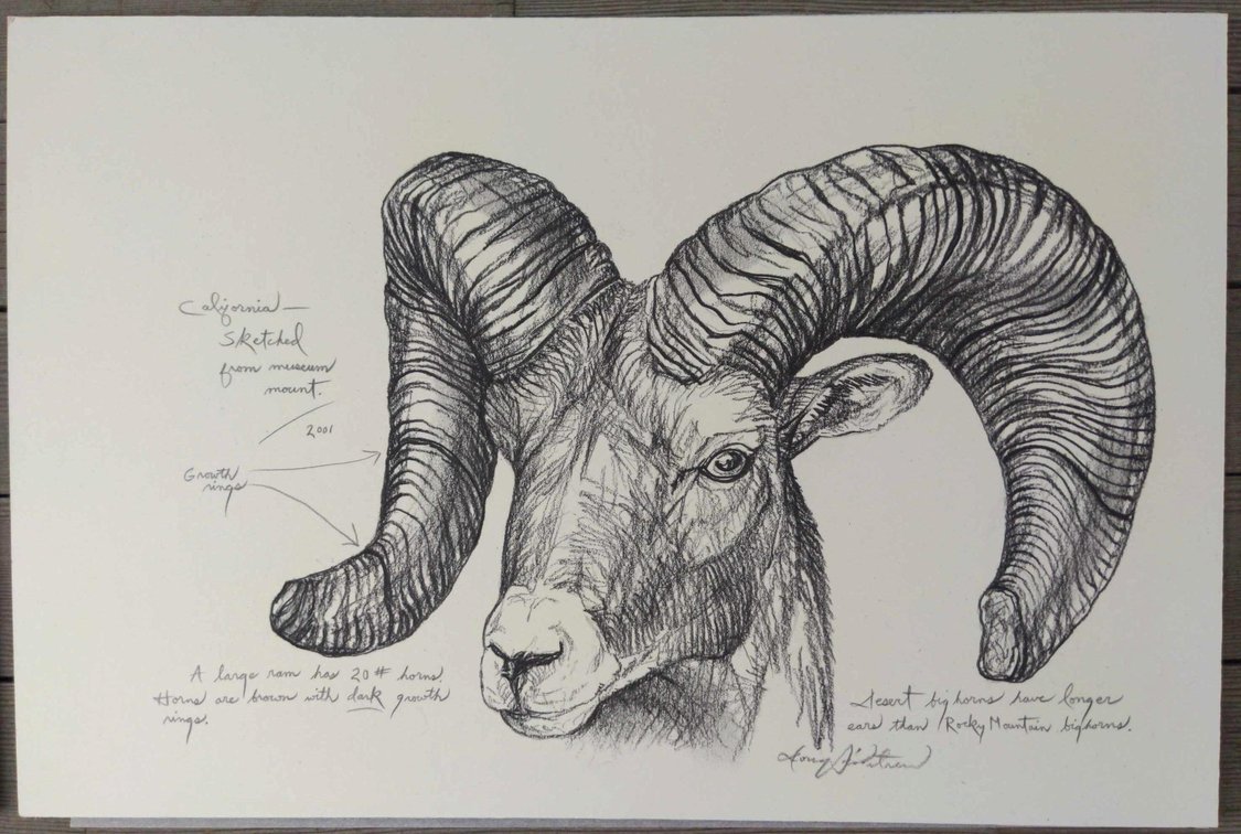 Desert Bighorn Ram Field Style Sketch #8