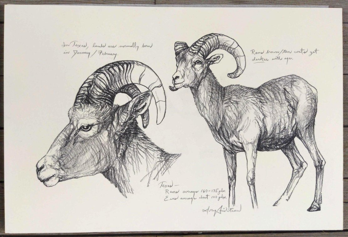 Desert Bighorn Ram Field Style Sketch #7