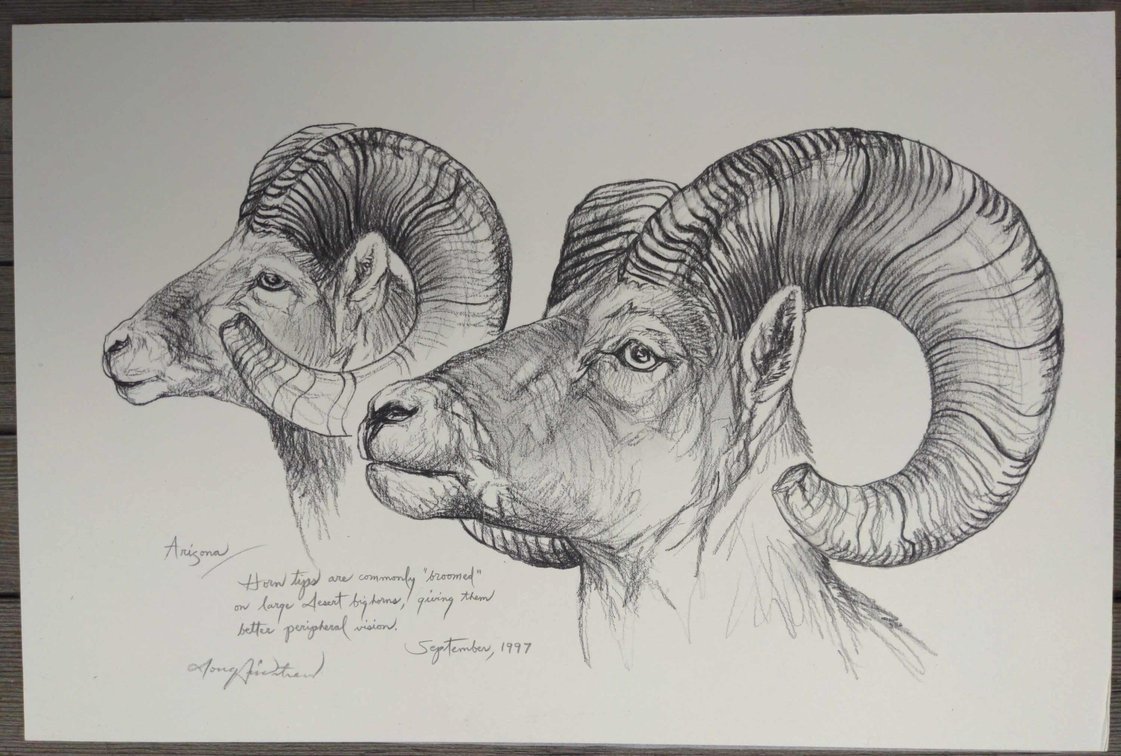 Desert Bighorn Ram Field Style Sketch #9