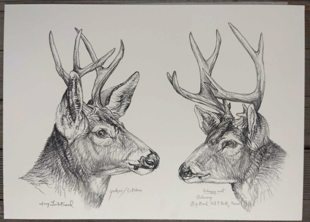 Buck Field Style Sketch #4