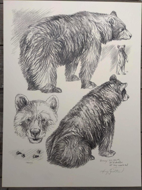 Black Bear Field Style Sketch 