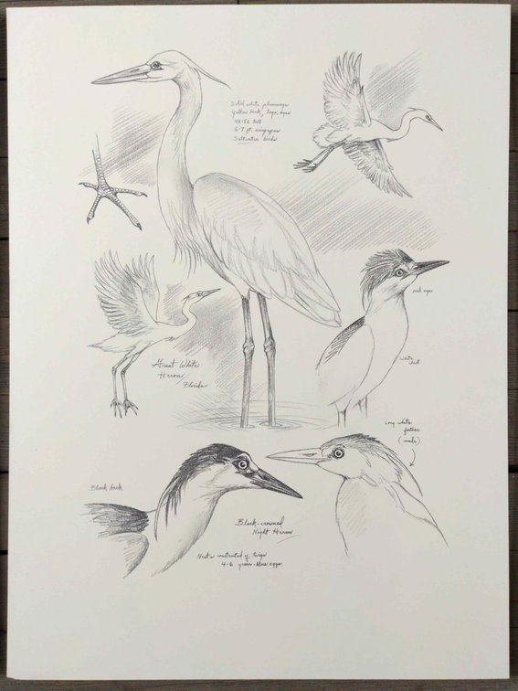 Great White & Black Crowned Heron Field Style Sketch
