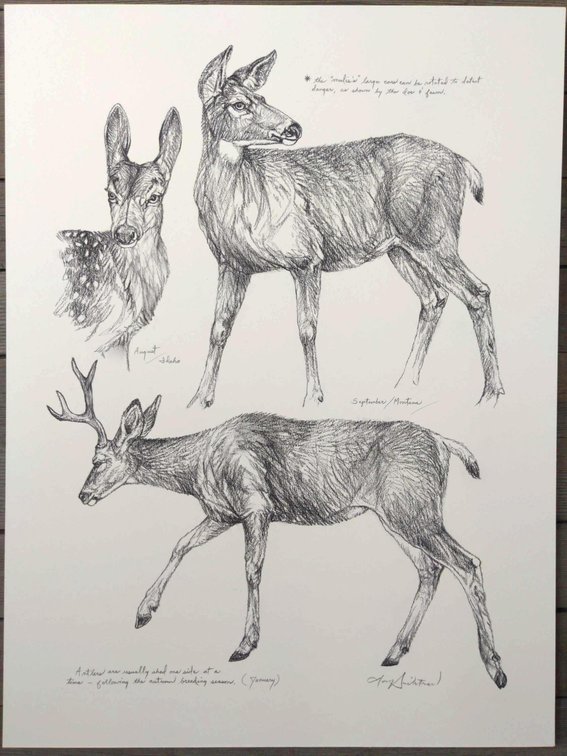 Deer Field Style Sketch #4