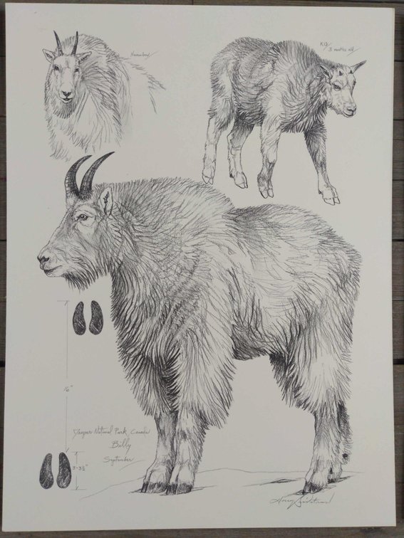 Mountain Goat Field Style Sketch 