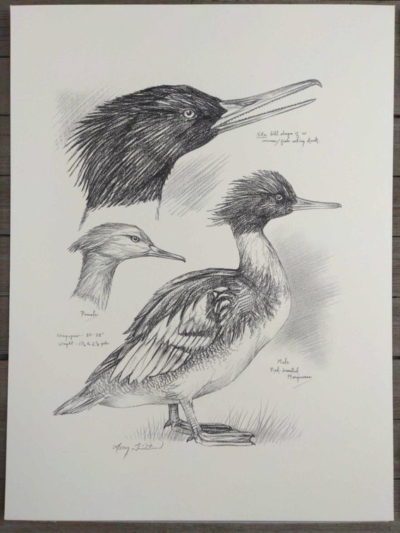 Red Breasted Merganser Field Style Sketch 