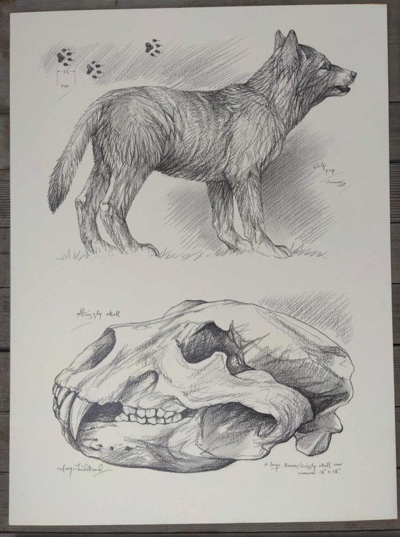 Wolf Pup & Bear Skull Field Style Sketch 