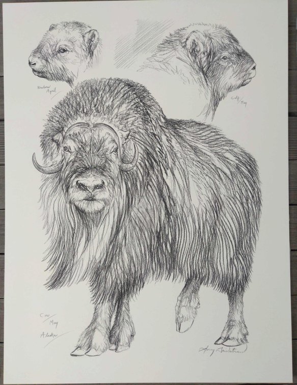 Muskox Field Style Sketch #3