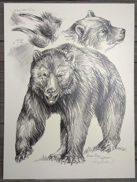 Brown Bear Field Style Sketch #2