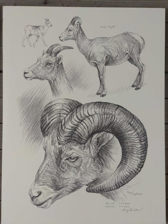 Sheep Field Style Sketch #2