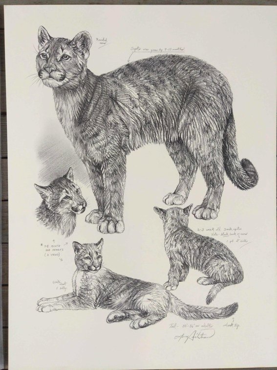 Mountain Lion Cub Field Style Sketch 
