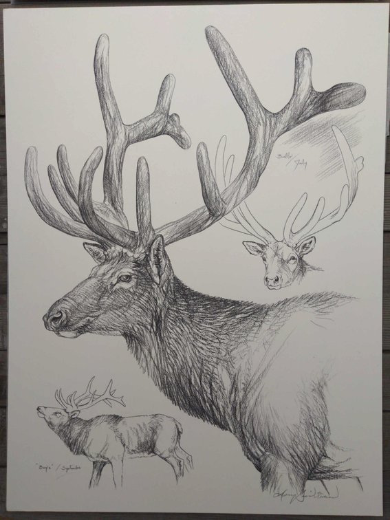 Elk Field Style Sketch 