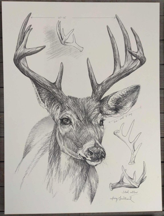 Buck Field Style Sketch #5