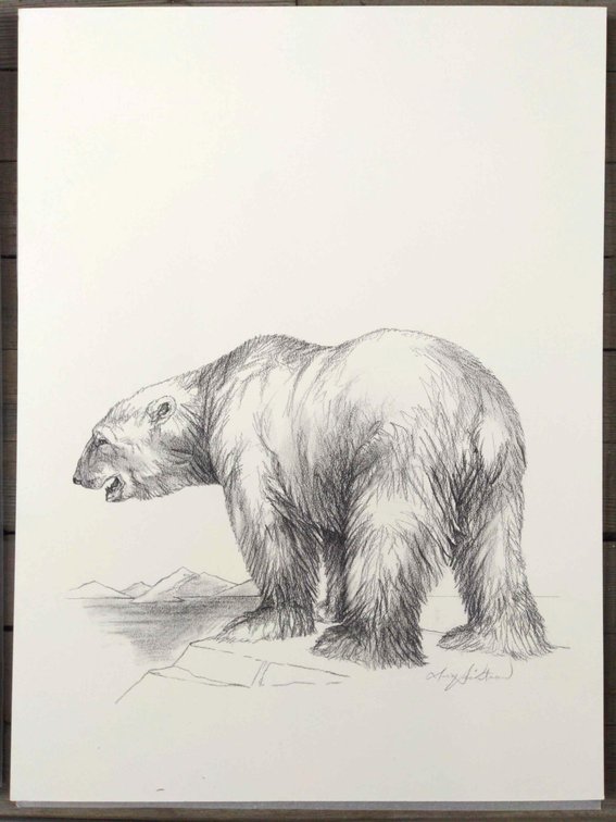 Polar Bear Field Style Sketch #3