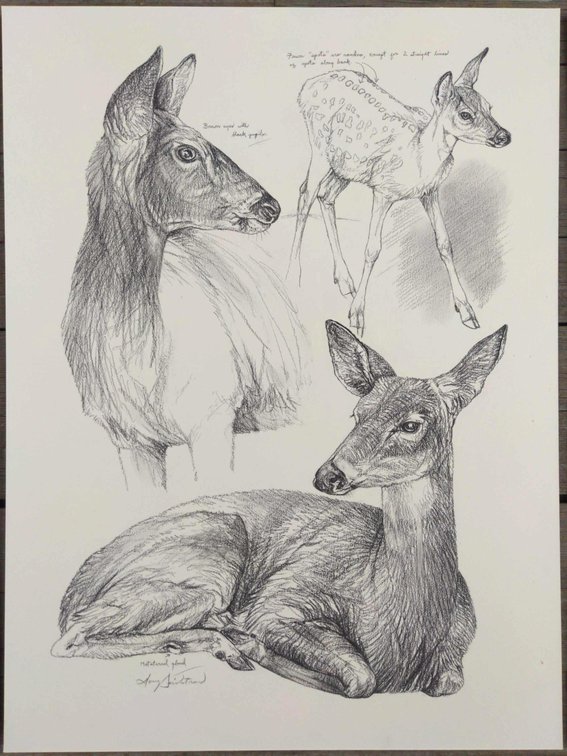 Doe & Fawn Field Style Sketch 