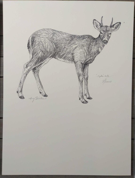Spike Buck Field Style Sketch 
