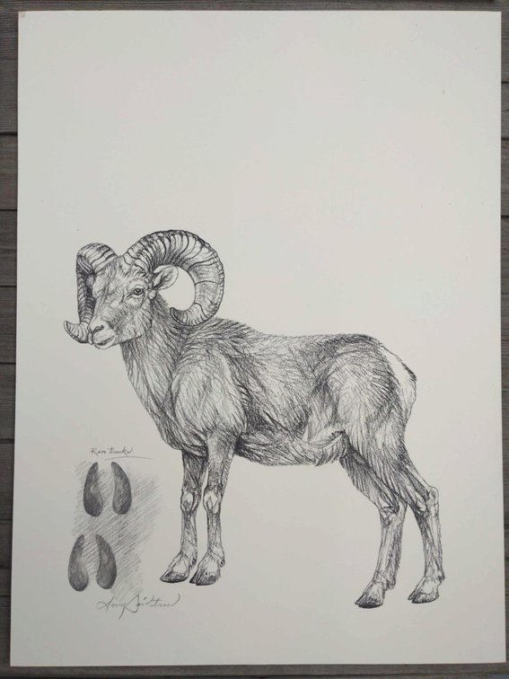 Bighorn Ram Field Style Sketch #8