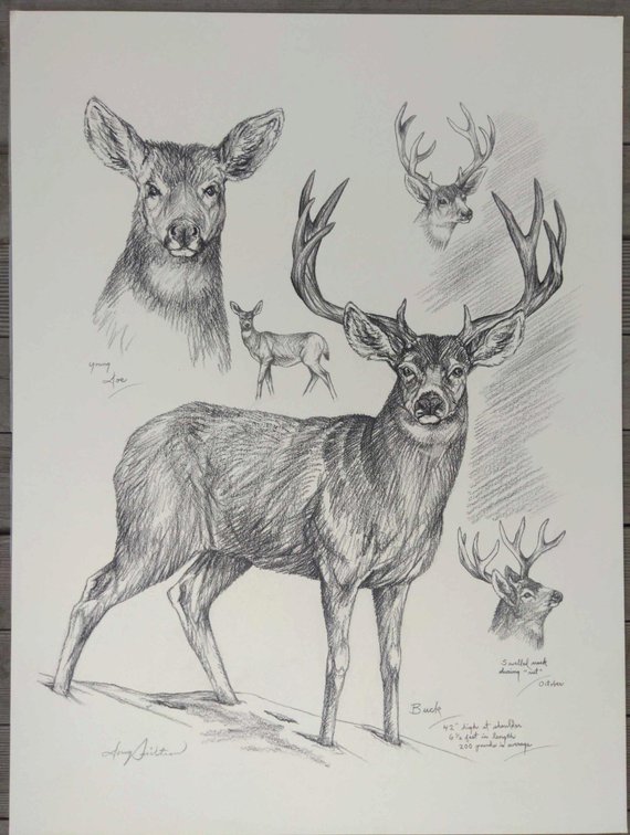 Mule Deer Field Style Sketch #5