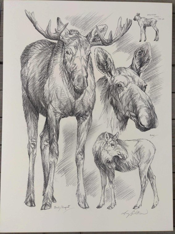 Moose Field Style Sketch #2