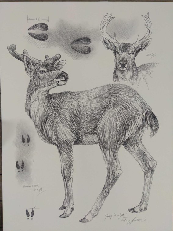 Deer Field Style Sketch #5