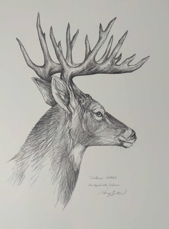 Non-Typical Whitetail Buck Field Style Sketch 