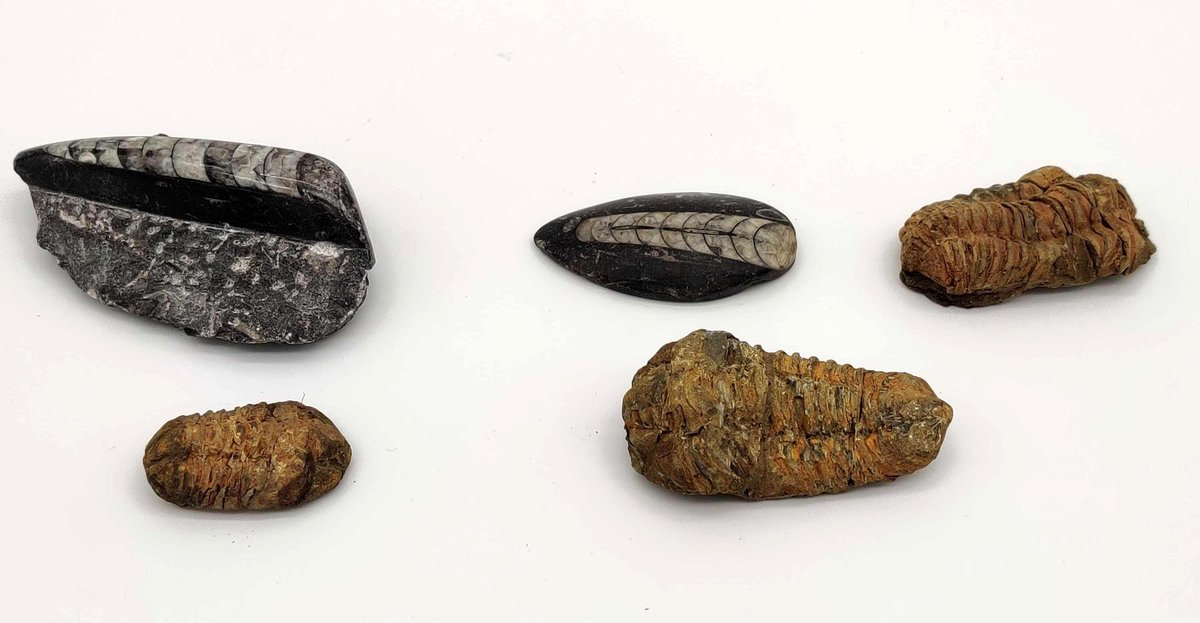Five Ammonite Fossils 