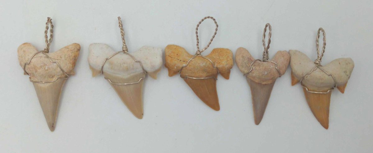 Shark Tooth Pendants