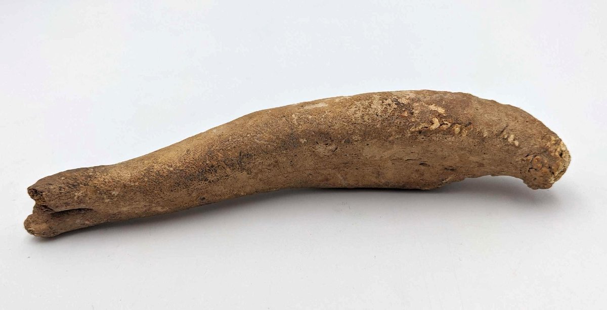 Bearded Seal Fossilized Oosik