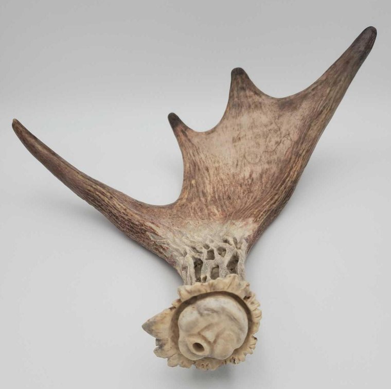 Carved Moose Antler 