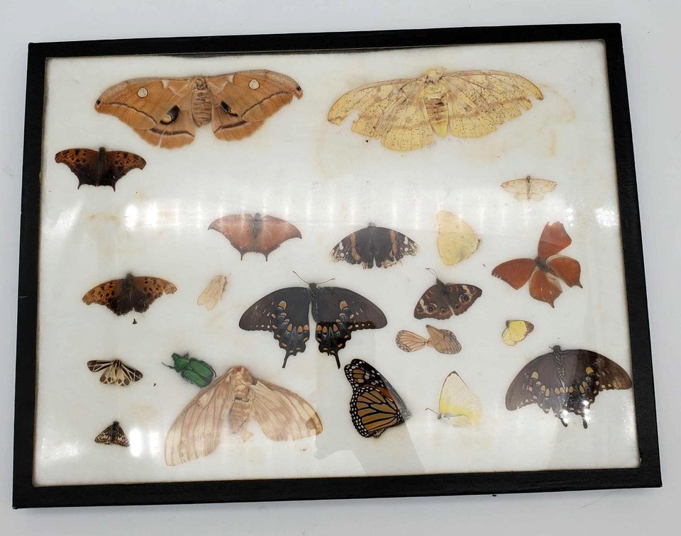 Framed Butterfly, Moth & Beetle Display 