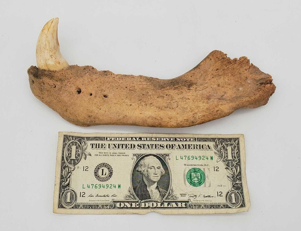 Fossilized Piece of Bear Jaw
