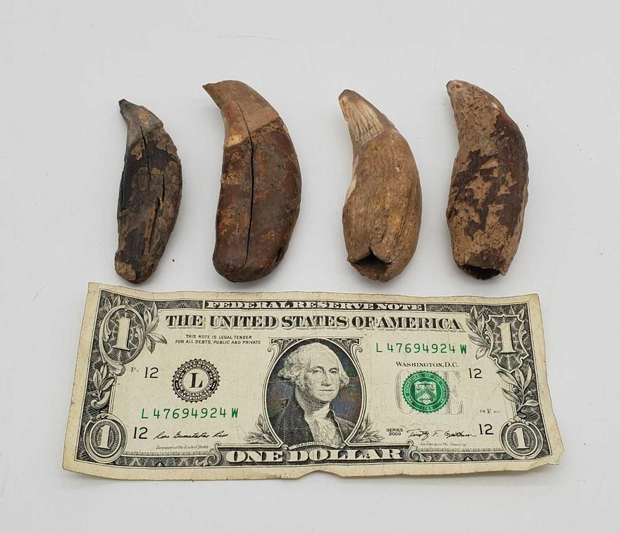 4x Fossilized Polar Bear Teeth