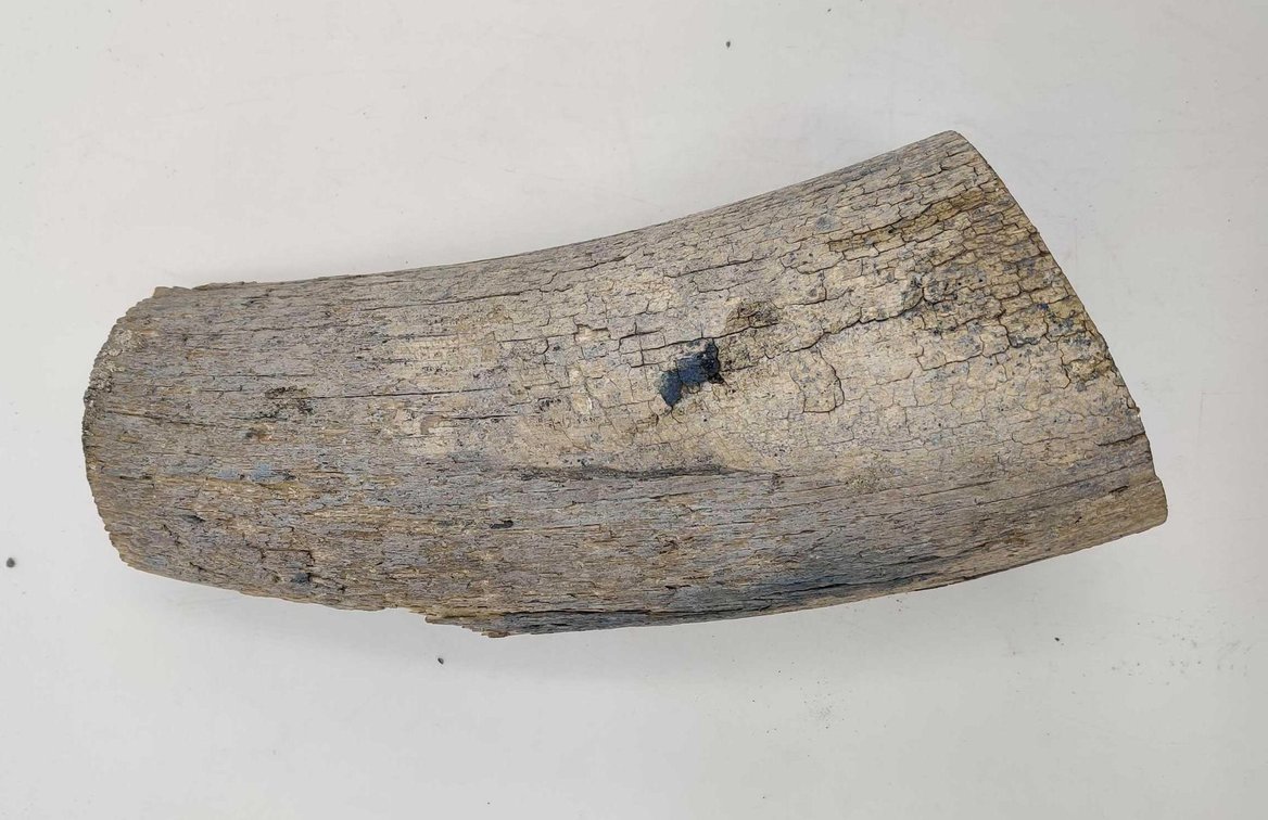 10+ Lbs of Mammoth Tusk Ivory