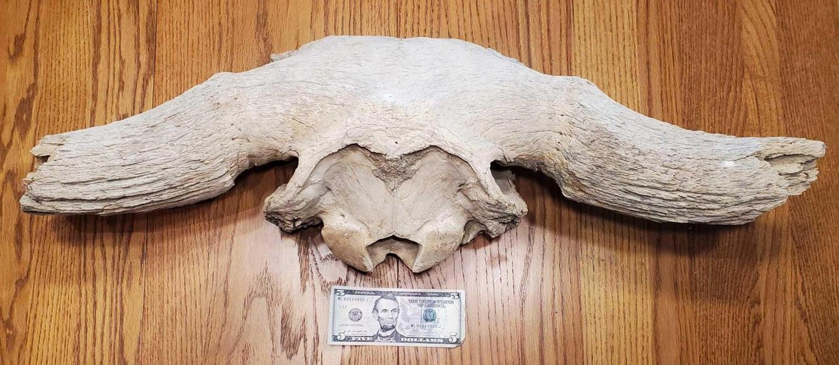 Fossil Steppe Bison Skull 