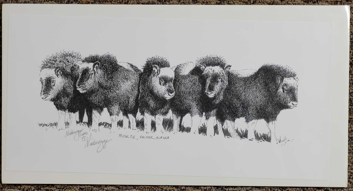 Gail Niebrugge "Musk Ox, Palmer Alaska" Print