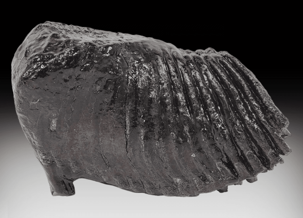 8 Pound Woolly Mammoth Tooth