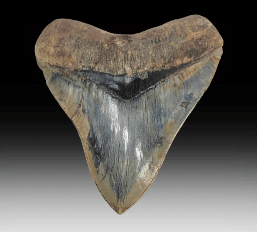 5.3" Exotic Blue Megalodon Shark Tooth Fossil