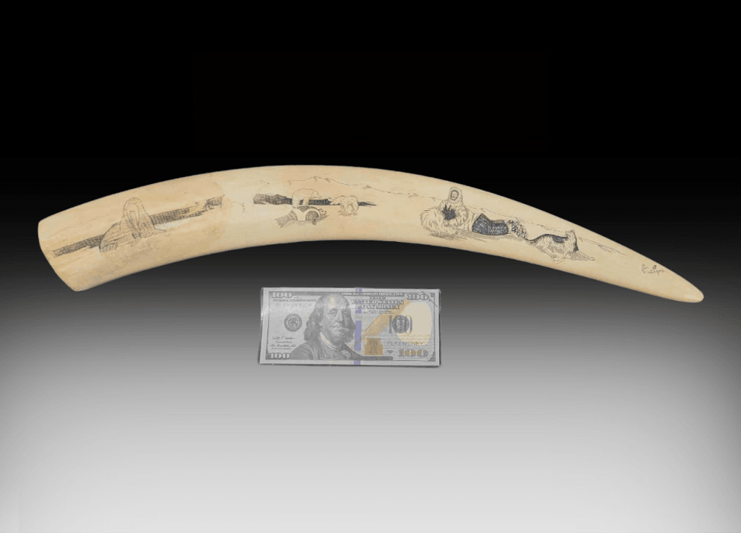 21" Iñupiat Scrimshaw Walrus Tusk - Joe Blatchford