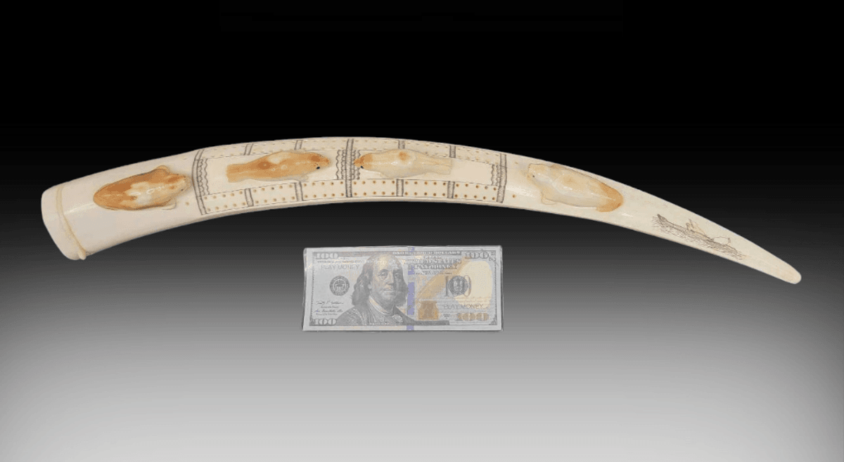 23" Walrus Tusk Cribbage Board - Frank Ellanna