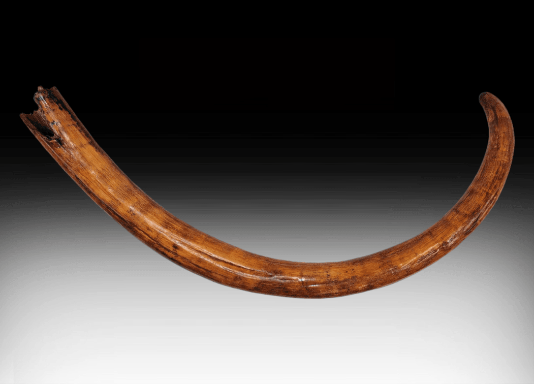 52 lb 7'4" Woolly Mammoth Tusk